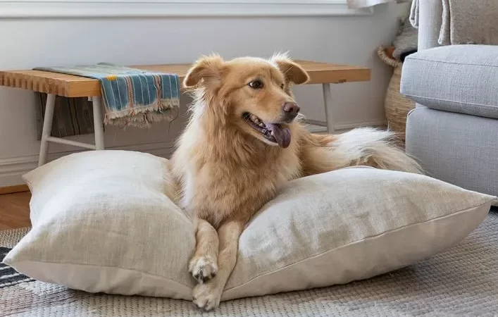 Christmas dog beds which gives top comfort